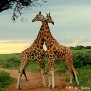Giraffes at Murchison Falls NP