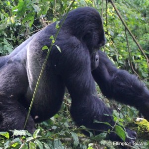 Gorilla Trekking Bwindi National Park Uganda