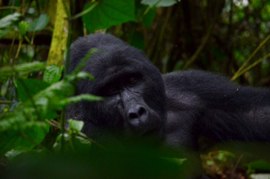 Gorillas encountered on your Gorilla habituation Uganda tour