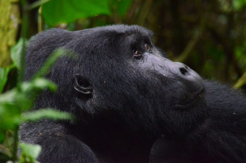 Gorilla Trekking