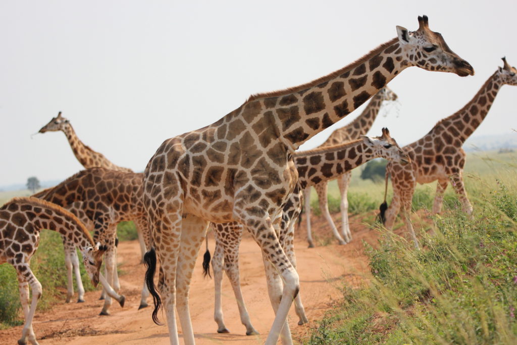 Giraffes viewed on a Murchison Falls National Park safari game drive