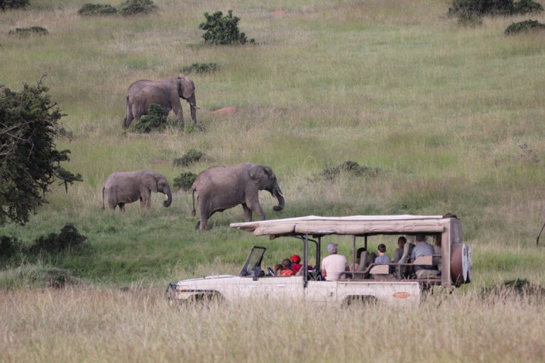 Murchison falls game drive as part of the activities in Murchison falls national park