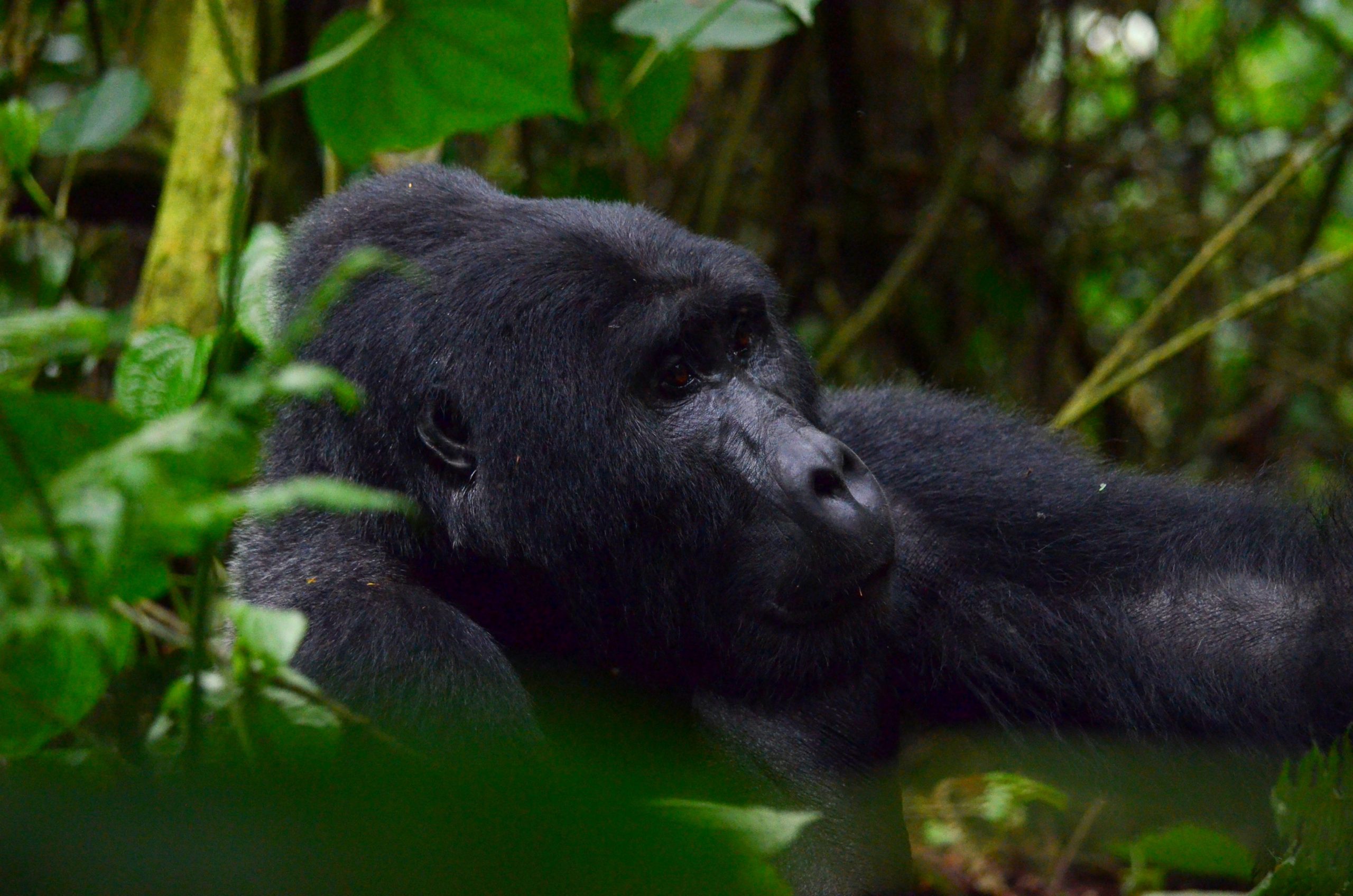 Gorilla Mating and Reproduction 2023-Gorilla trekking safaris