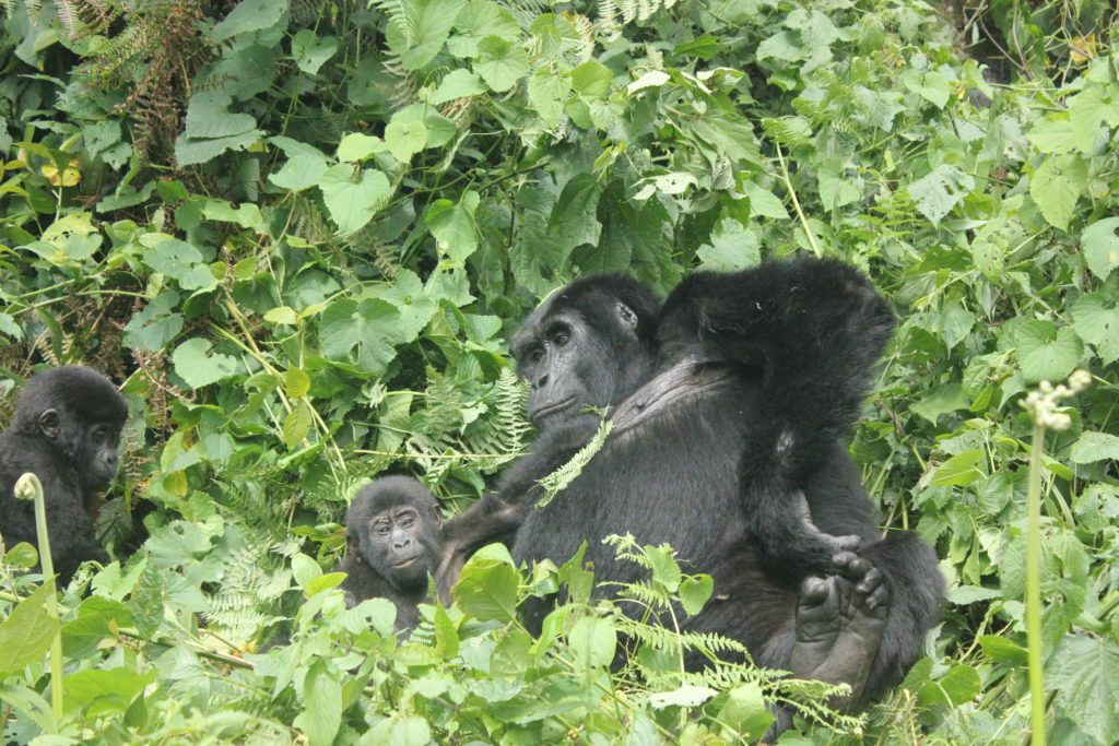 Showing a mother gorilla with baby as part of the facts about the gorillas. 
