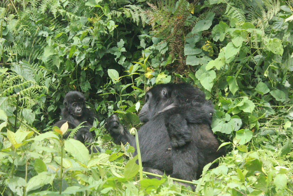 One of the mountain gorilla groups in Uganda, Bwindi with her babies. 