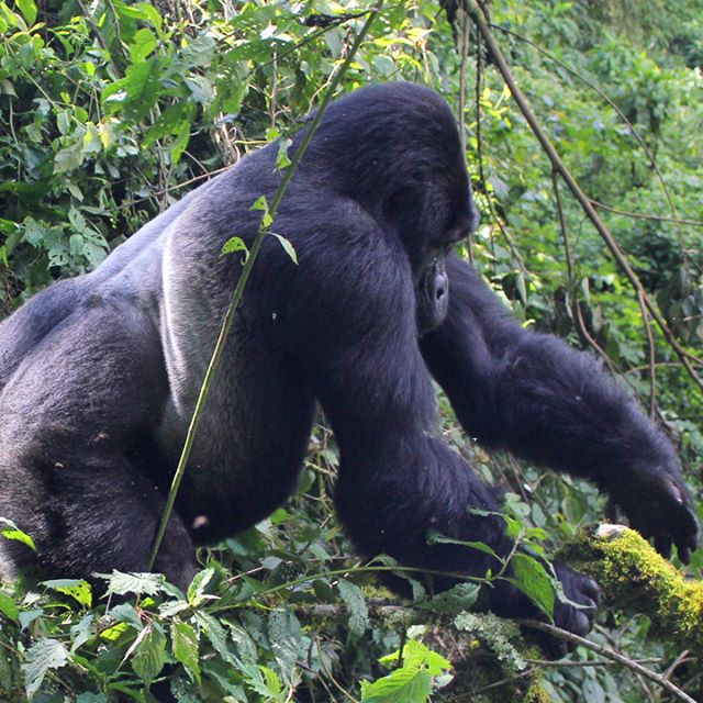 Facts about the gorillas and a habituated gorilla in Bwindi