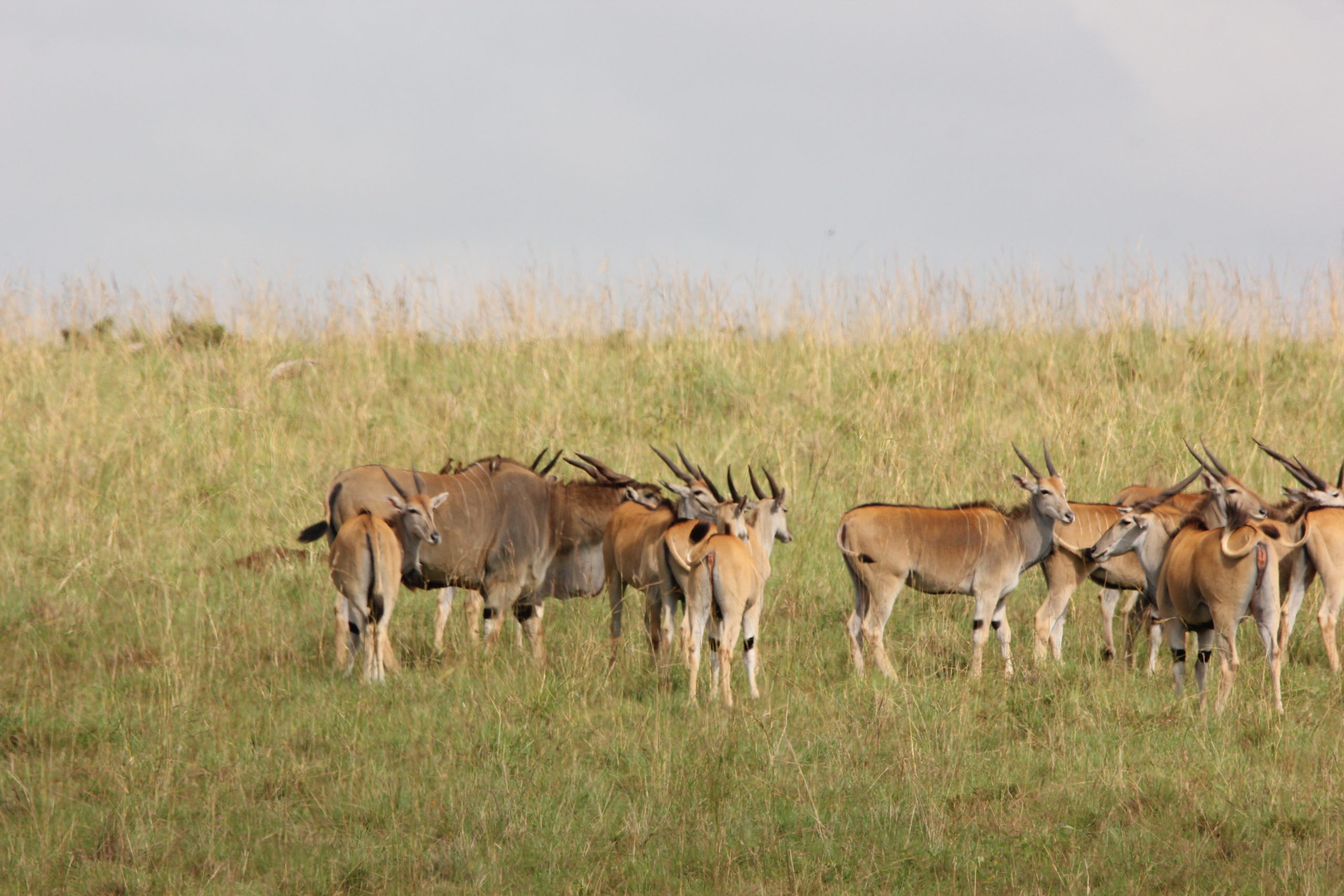 antelopes