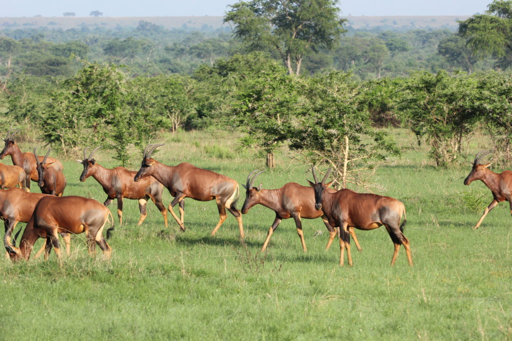 Topis within the Lake Mburo National Park savannah