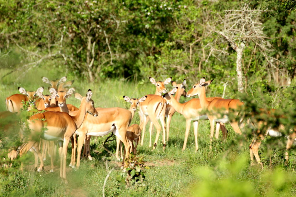 Impalas as part of the antelopes in Uganda