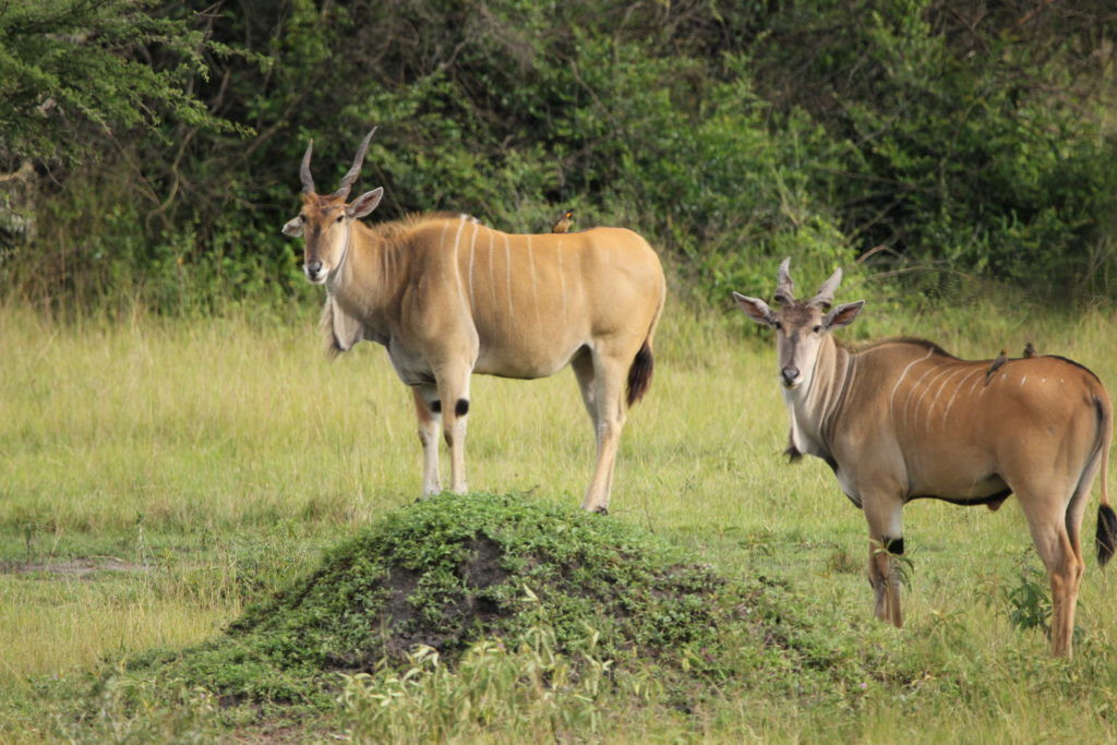 Eland antelopes in Uganda