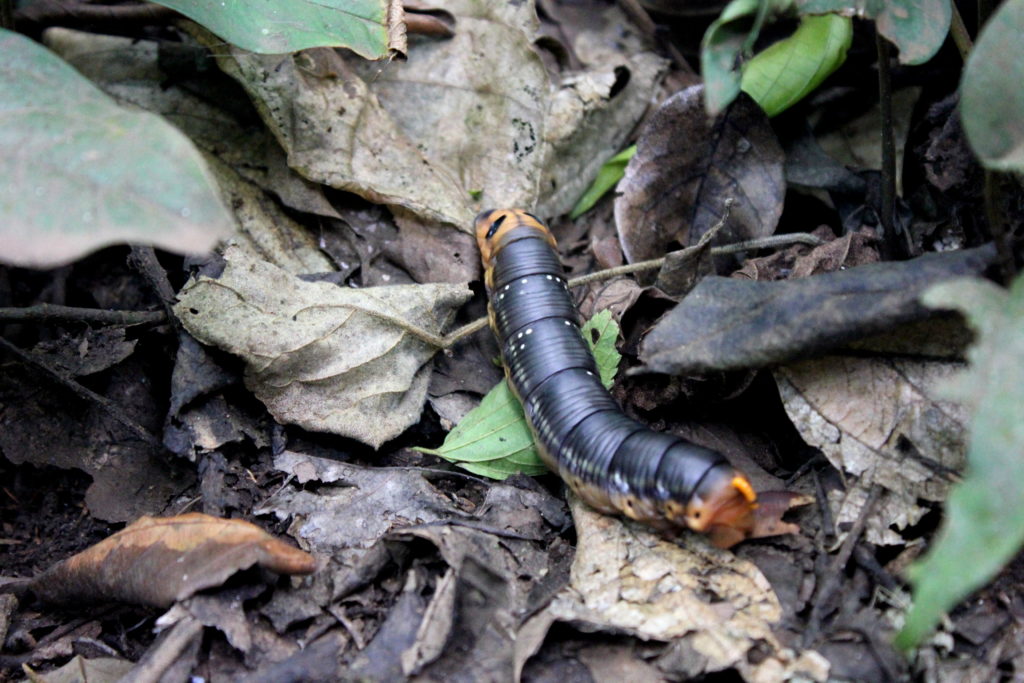 Caterpillar found during the Mabira forest Uganda experience. 