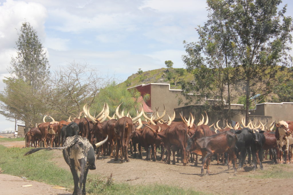 Cattle In Kiruhura district around Lake Mburo National Park. 