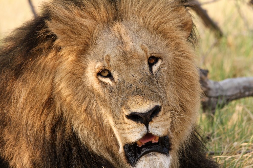 Lions in Uganda in Queen Elizabeth National Park