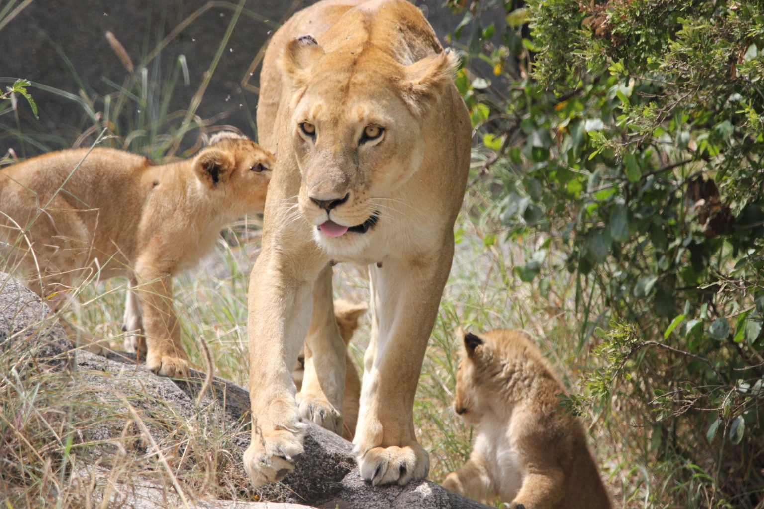 Lions in Uganda, their environment and behavior and parks.