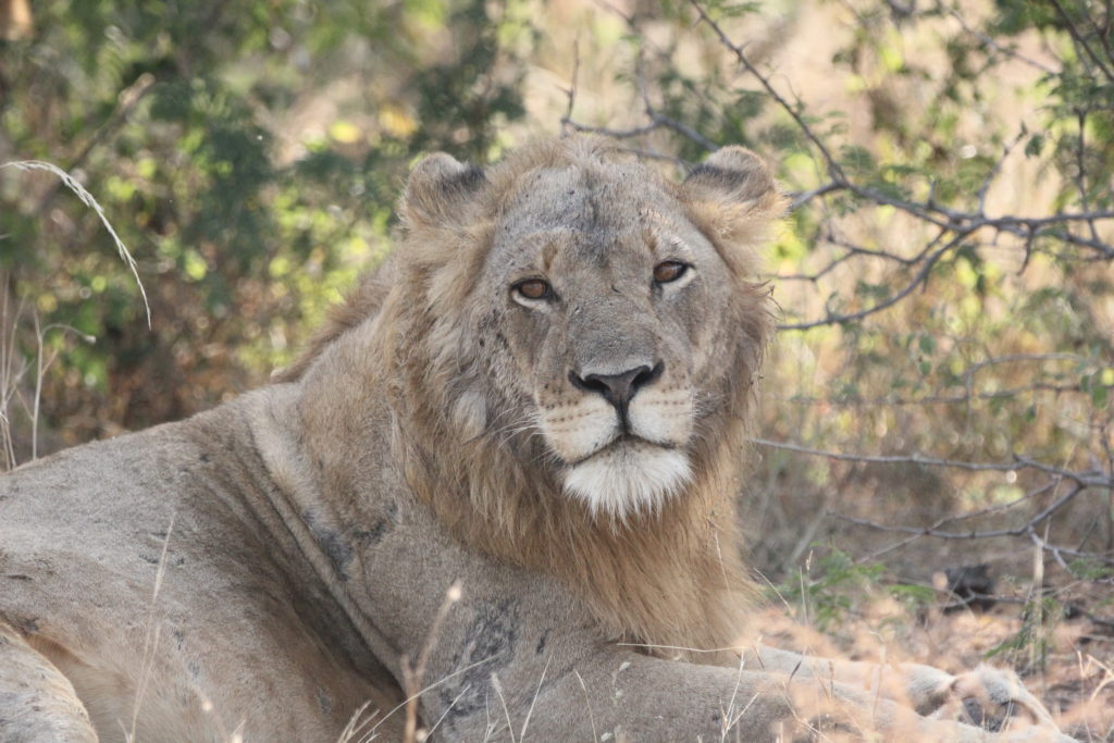 Lion in Uganda in Murchison falls