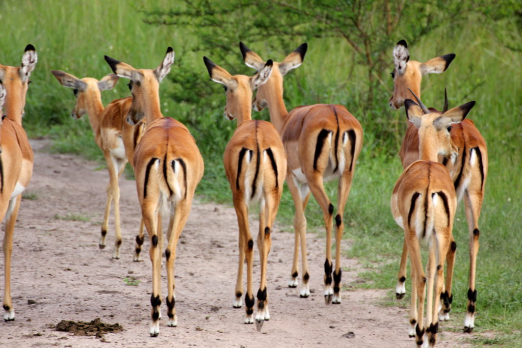 Impalas