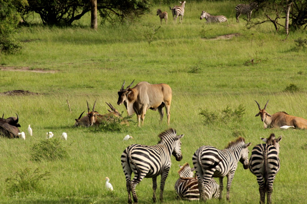 Zebras and elands in Lake Mburo National park. 
