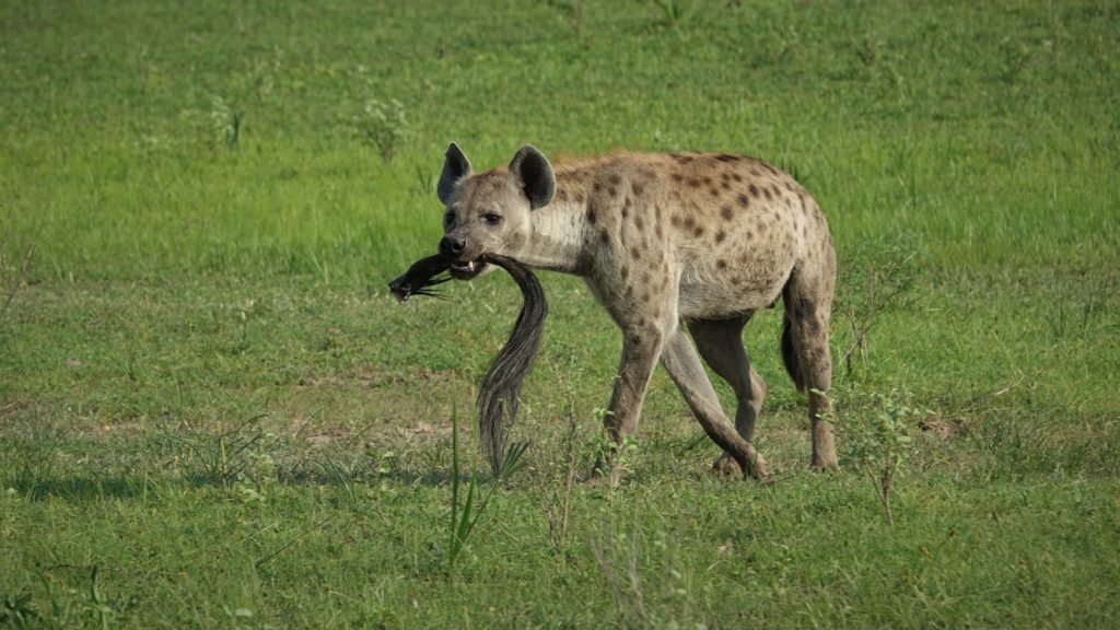 The hyena moving around the savannah is part of the carnivores and predators in Uganda.