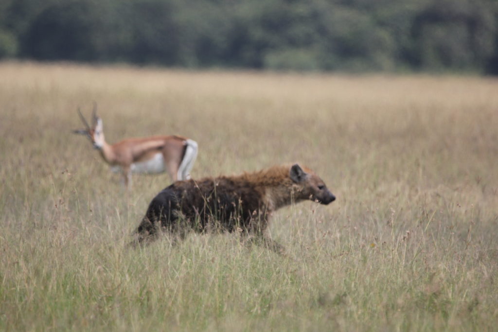 Hyena as part of the wildlife in Queen Elizabeth National Park. 