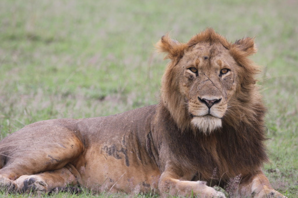 Carnivores and predators in Uganda include the lion which can be seen on a safari.