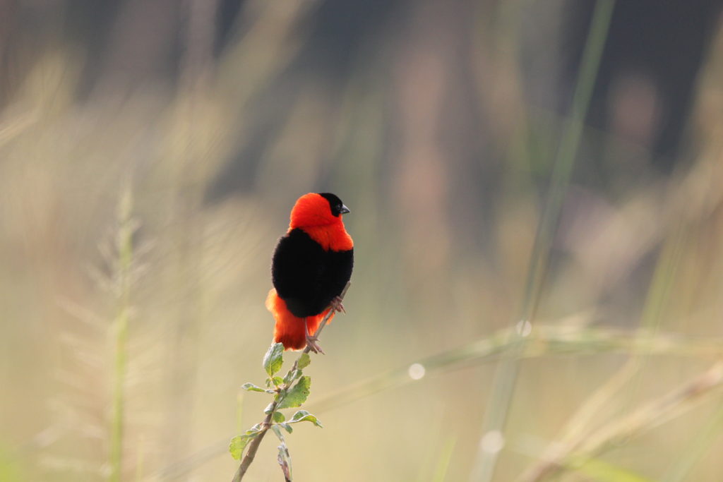 birds of Uganda include such beautiful birds